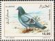 Colnect-5040-679-Rock-Pigeon-Columba-livia.jpg