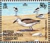 Colnect-4412-894-Crab-plover-Dromas-ardeola.jpg