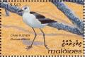 Colnect-1428-108-Crab-plover-Dromas-ardeola.jpg