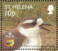 Colnect-1661-861-Young-St-Helena-Plover-Charadrius-sanctaehelenae.jpg