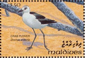 Colnect-1428-108-Crab-plover-Dromas-ardeola.jpg