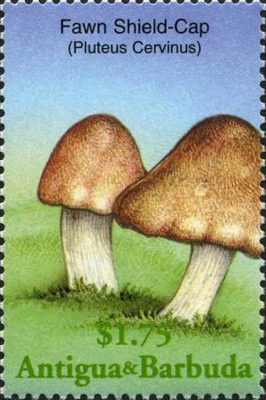 Colnect-2031-900-Pluteus-cervinus.jpg