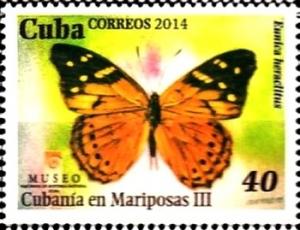 Colnect-2859-595-Cuban-Purplewing-Eunica-heraclitus.jpg