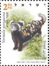 Colnect-19581-724-Marbled-polecat-Vormela-peregusna.jpg