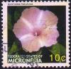 Colnect-4235-356-Ipomoea-fistulosa.jpg