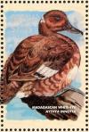 Colnect-4536-181-Madagascan-Pochard----Aythya-innotata.jpg