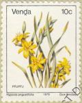 Colnect-3017-564-Hypoxis-angustifolia.jpg