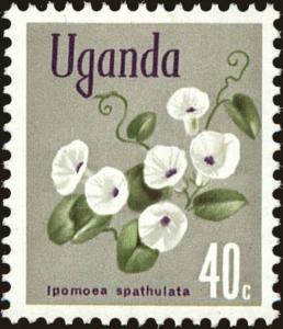 Colnect-4257-204-Ipomoea-spathulata.jpg