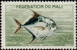 Colnect-1049-706-African-Pompano-Alectis-crinitus.jpg