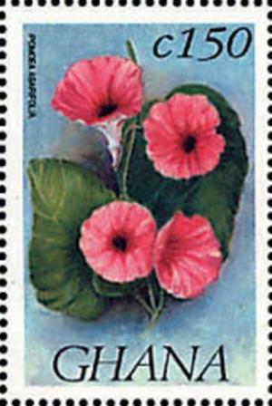 Colnect-2386-366-Ipomoea-asarifolia.jpg