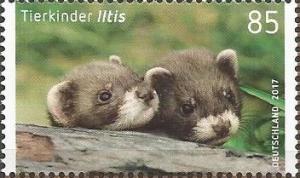 Colnect-3889-070-European-Polecat-Mustela-putorius.jpg