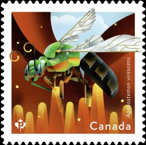 Colnect-5473-398-Agapostemon-virescens.jpg