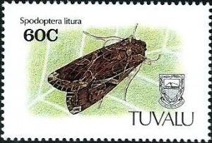 Colnect-5997-629-Spodoptera-litura.jpg