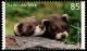 Colnect-5205-837-European-Polecat-Mustela-putorius.jpg