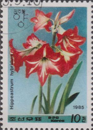 Colnect-1431-493-Hippeastrum-hybridum.jpg