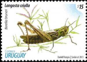 Colnect-4117-103-Grashopper-Borellia-bruneri.jpg