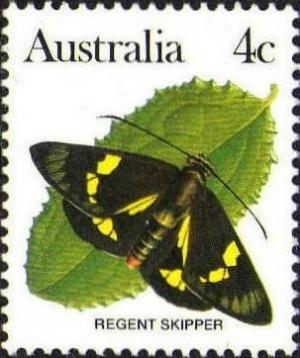 Colnect-725-293-Regent-Skipper-Euschemon-rafflesia.jpg