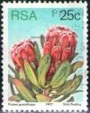 Colnect-772-850-Princess-protea-Protea-grandiceps.jpg