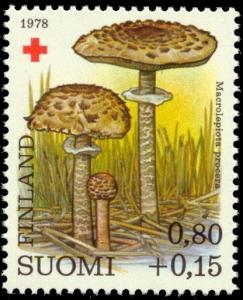 Macrolepiota-procera-1978.jpg