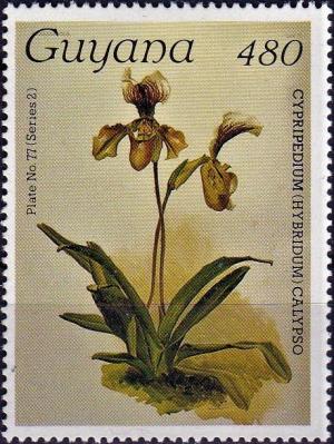 Colnect-4113-662-Cypripedium-calypso.jpg