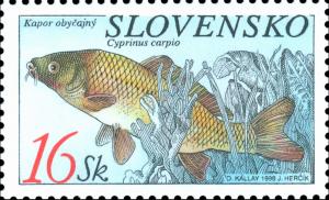 Common-Carp-Cyprinus-carpio.jpg