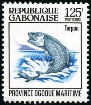 Colnect-2529-842-Tarpon-Megalops-atlanticus-Ogooue-Maritime.jpg