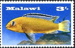 Colnect-5523-494-Cichlid-Pseudotropheus-tropheops.jpg