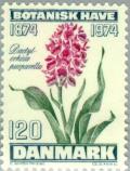 Colnect-156-517-Dactylorhiza-purpurella---Northern-Marsh-Orchid.jpg