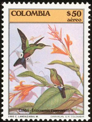 Colnect-2504-985-Coppery-bellied-Puffleg-Eriocnemis-cupreoventris.jpg