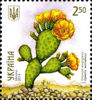 Colnect-2565-383-Opuntia-microdasys.jpg