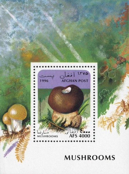 Colnect-3495-464-Umber-brown-puffball-Lycoperdon-umbrinum.jpg