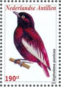 Colnect-3933-731-Pompadour-Cotinga-nbsp--nbsp--nbsp--nbsp-Xipholena-punicea.jpg