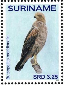 Colnect-3837-199-Savanna-Hawk-nbsp--nbsp--nbsp--nbsp-Buteogallus-meridionalis.jpg