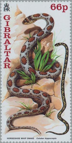 Colnect-121-070-Horseshoe-Whip-Snake-Coluber-hippocrepis.jpg