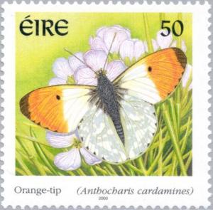 Colnect-129-749-Orange-Tip-Anthocharis-cardamines.jpg