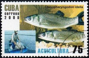 Colnect-1663-073-Grass-Carp-Ctenopharyngodon-idella.jpg