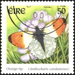 Colnect-1813-224-Orange-Tip-Anthocharis-cardamines.jpg