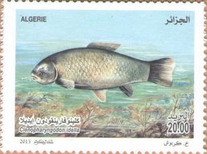 Colnect-2034-086-Grass-Carp-Ctenopharyngodon-idella.jpg