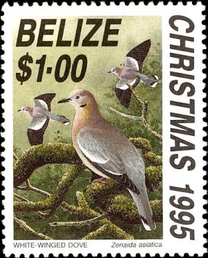 Colnect-4025-603-White-winged-Dove-nbsp--nbsp--nbsp--nbsp-Zenaida-asiatica.jpg