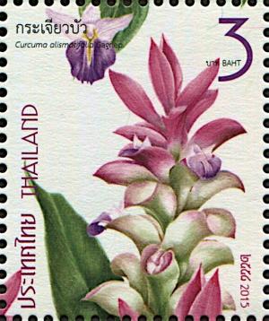 Colnect-5984-172-Siam-Tulip---Curcuma-alismatifolia.jpg