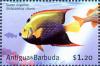 Colnect-3929-734-Queen-angelfish.jpg