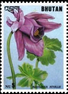 Colnect-2806-548-Aquilegia-nivalis.jpg