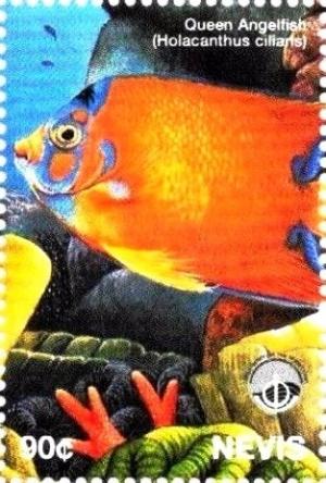 Colnect-3544-849-Queen-angelfish.jpg