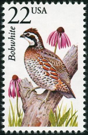 Colnect-4848-570-Bobwhite-Quail-Colinus-virginianus.jpg