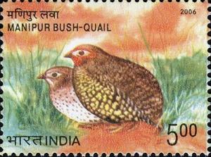 Colnect-542-570-Manipur-Bush-Quail-Perdicula-manipurensis.jpg