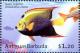 Colnect-3929-734-Queen-angelfish.jpg