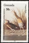 Colnect-1929-875-Clapper-Rail-Rallus-longirostris.jpg