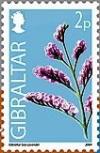 Colnect-1940-416-Gibraltar-Sea-Lavender.jpg