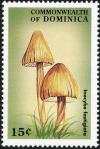 Colnect-3028-971-Marasmius-plicatulus.jpg