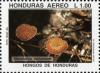 Colnect-3106-840-Marasmius-cohaerens.jpg